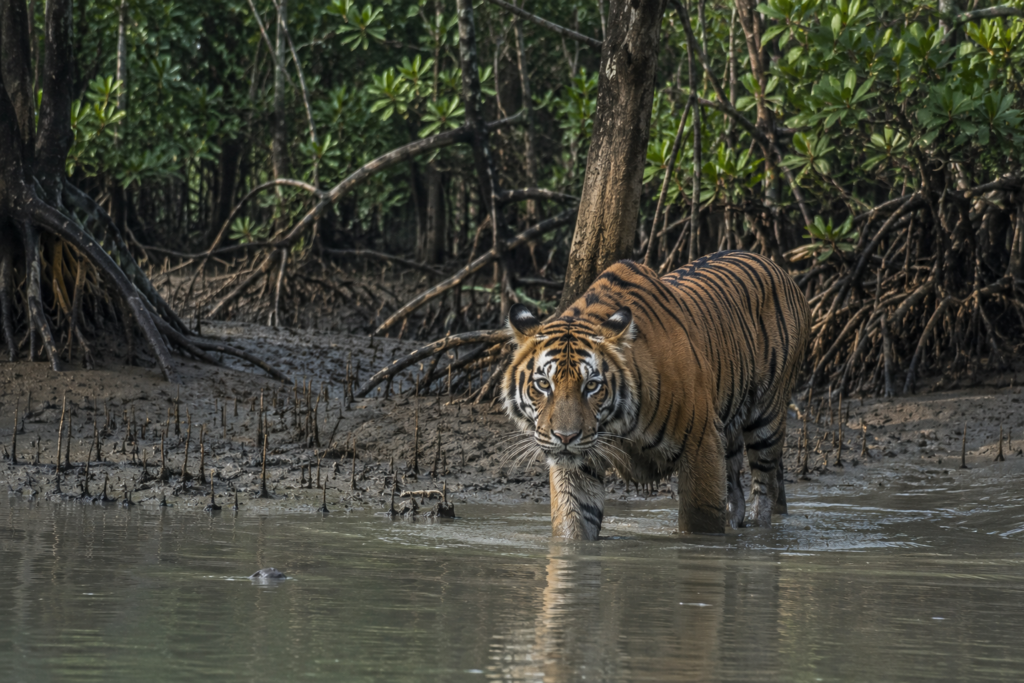 Basanti- Wildlife Expedition