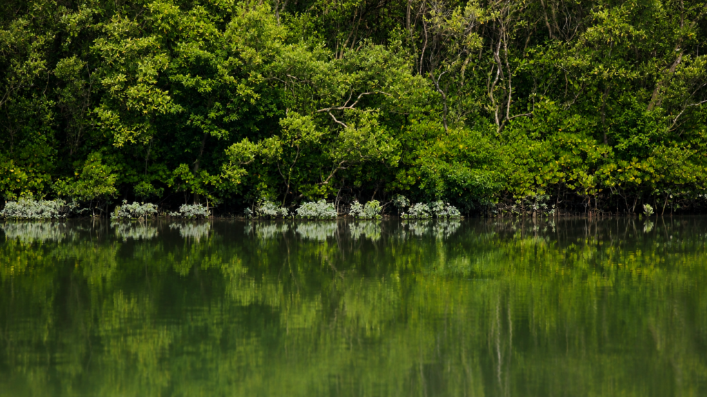 Kultali- Mangrove Chronicles