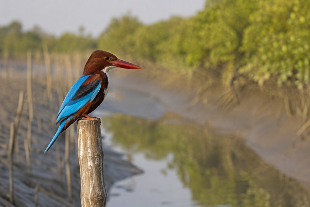 Kakdwip Wildlife Expedition