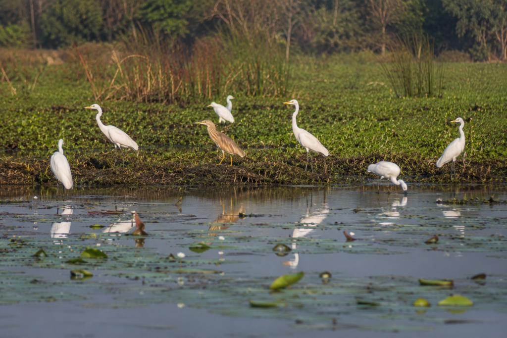 Jaynagar Wildlife Expedition