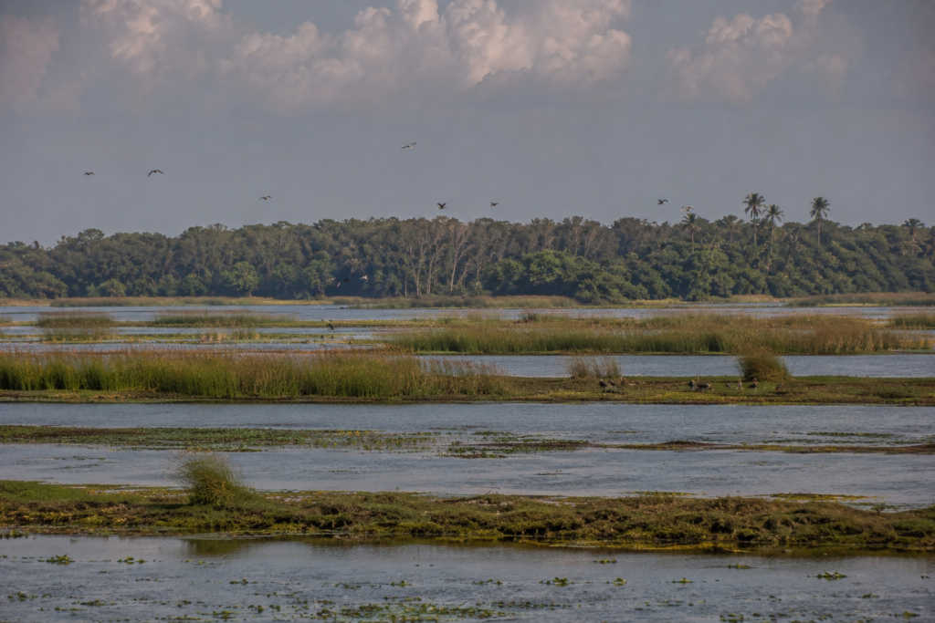 Jaynagar Wetland and Mangrove Connections