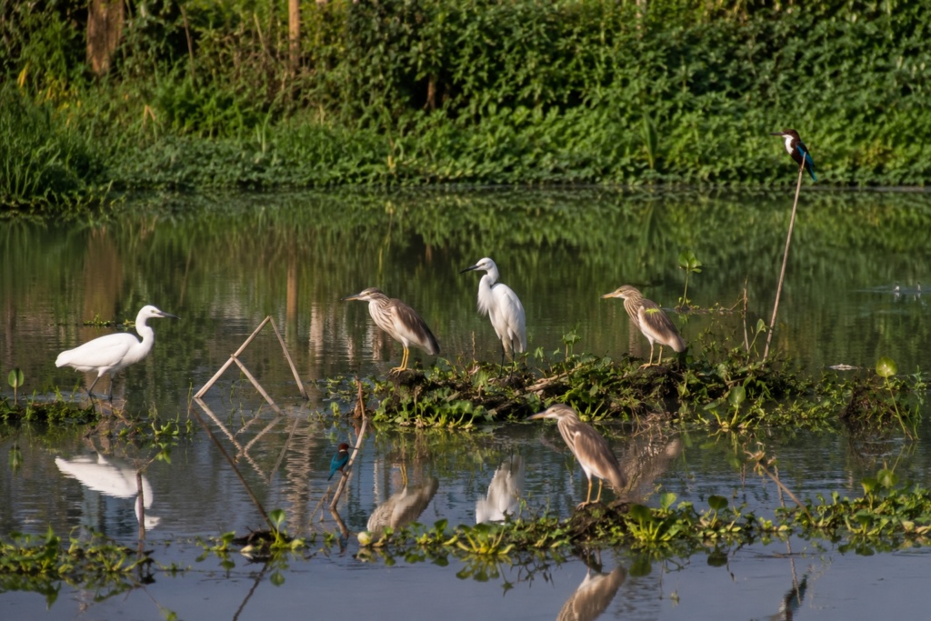 Canning Birds of the Gateway