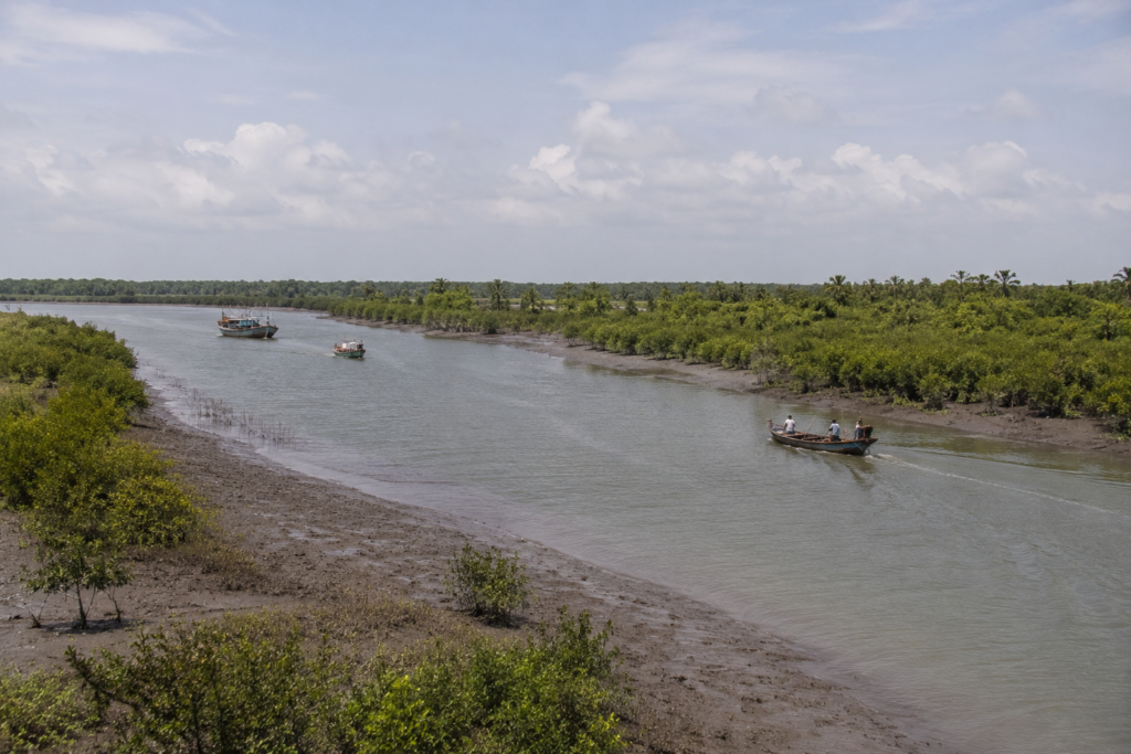 Canning Mangrove Chronicles