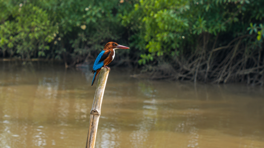 Sandeshkhali Wildlife Expedition