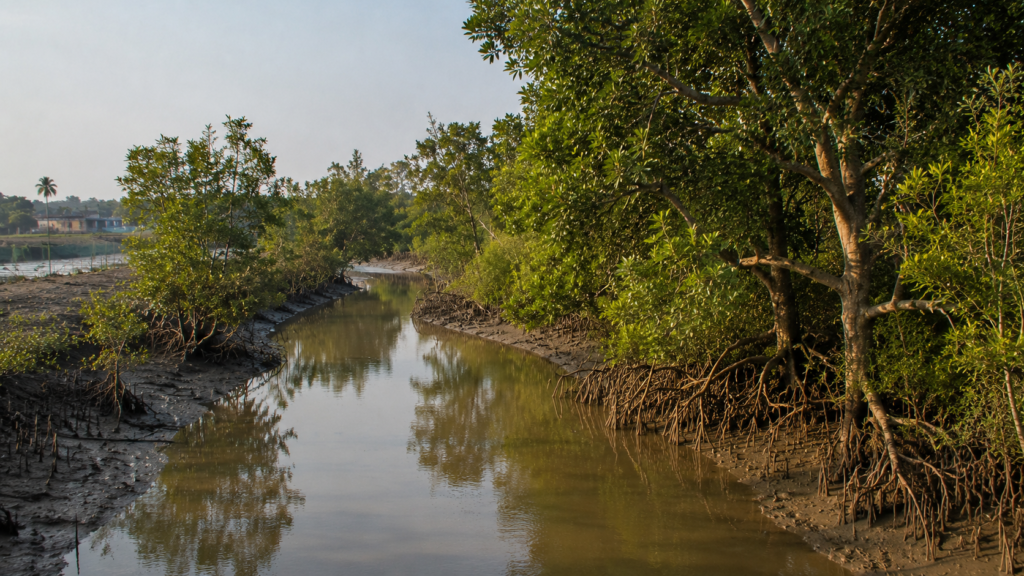 Sandeshkhali Mangrove Chronicles