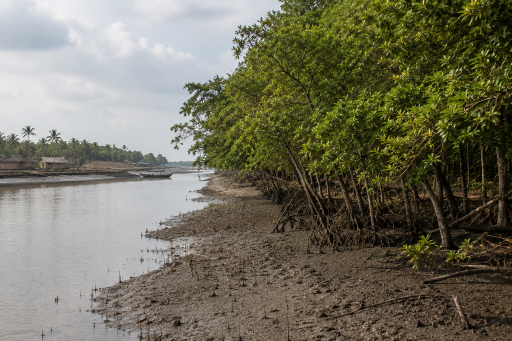 Hingalganj Mangrove Chronicles