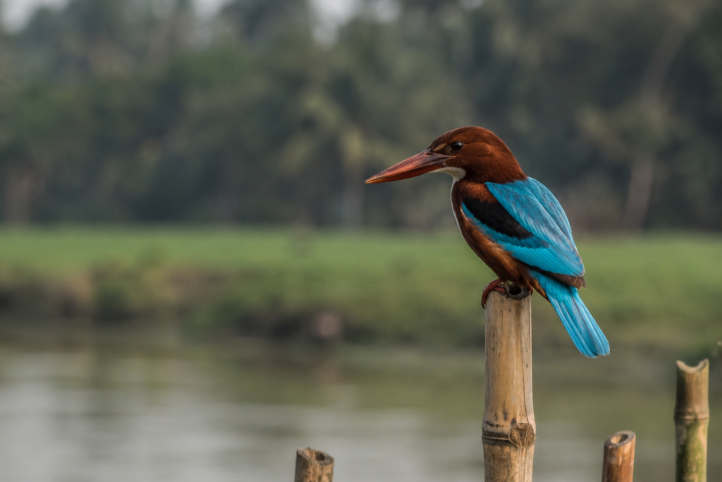 Hasnabad Wildlife Expedition