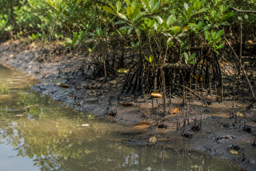 Hasnabad Mangrove Chronicles