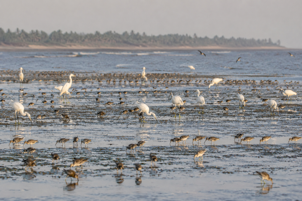 Bakkhali Wildlife Expedition
