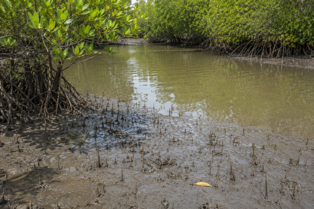 Bakkhali Mangrove Chronicles