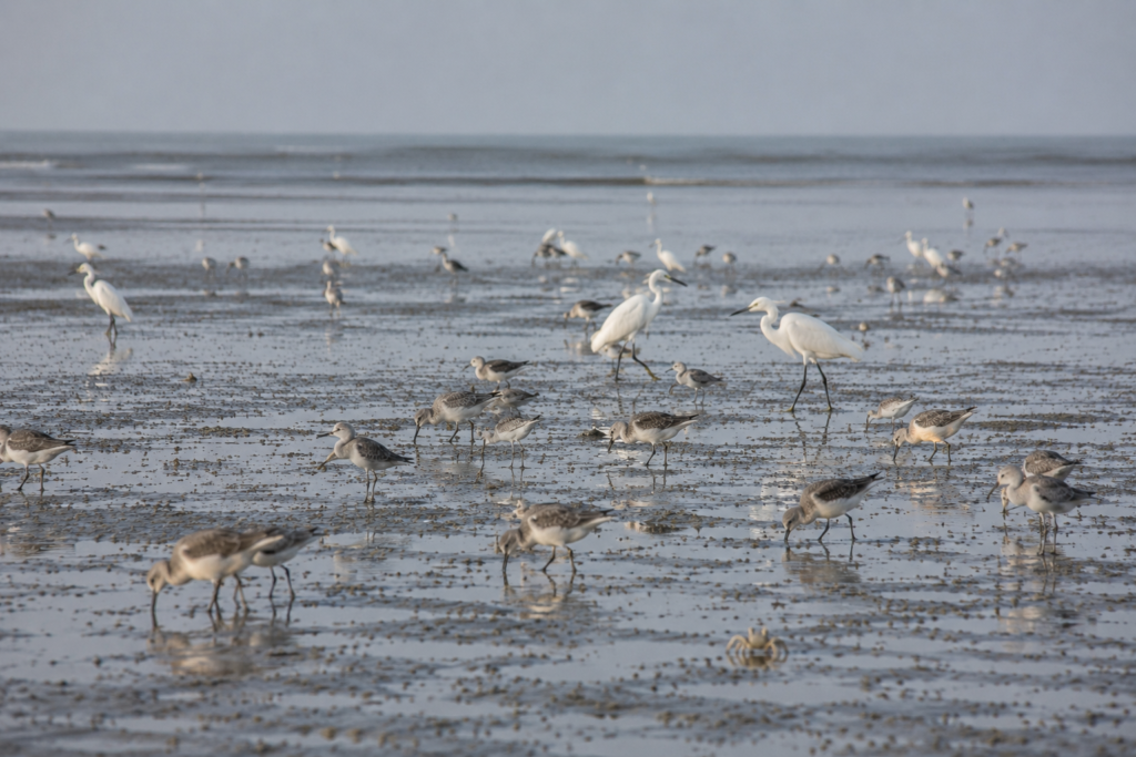 Henry Island Wildlife Expedition