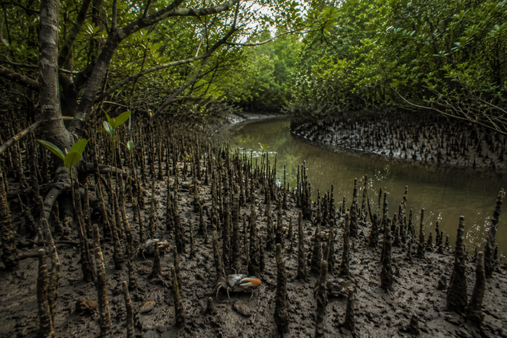 Henry island Mangrove Chronicles