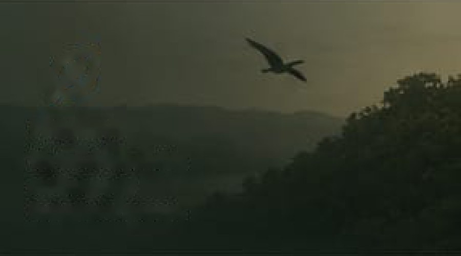 Birding Expedition